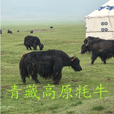 2025环青海湖等你来挑战